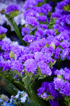 purple limonium sea lavenders