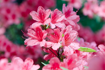 Japanische Azalee (Rhododendron japonicum) im Garten
