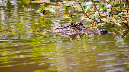 See you later, alligator	