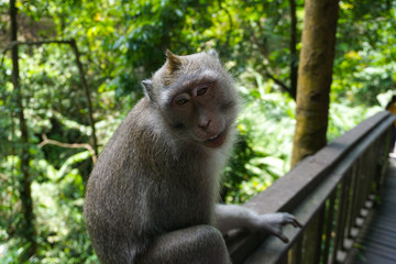 An adorable macaque monkey having a good time on a bench, while posing for the camera in Ubud, Bali