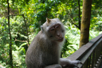 Naklejka na ściany i meble An adorable macaque monkey having a good time on a bench, while posing for the camera in Ubud, Bali