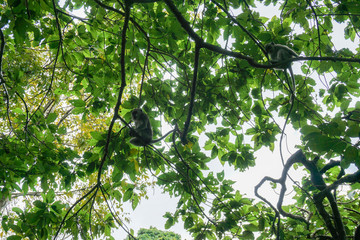 Monkeys sits on the huge tree in the rainforest of Ubud, Bali