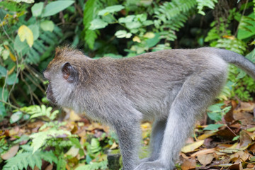 Naklejka na ściany i meble Monkey at Sacred Monkey Forest, Ubud, Bali