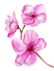 Watercolor  pink cherry blossom isolated on white background. Hand painted flower illustration.