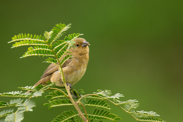 pajarito alimentándose