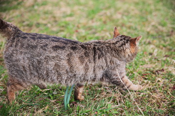 Obraz premium A domestic cat in blurred background.A pet in nature.The village.
