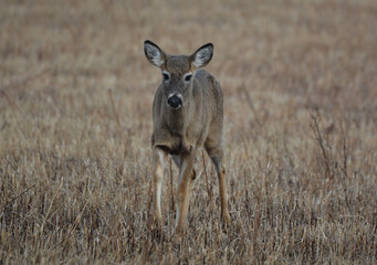 Deer in field