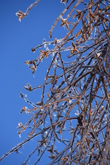 Branches d'arbBranches d'arbre après une tempête de verglas.re après une tempête de verglas.
