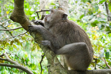 Macaque sitting on the tree, Monkey Forest in Ubud, Bali