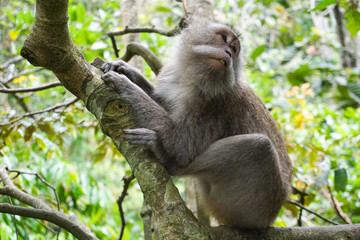 Naklejka na ściany i meble Macaque sitting on the tree, Monkey Forest in Ubud, Bali