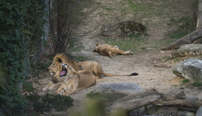 Obraz na płótnie Canvas Lion and lioness lying and yawning at the Zoo