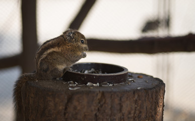 Chipmunk eating sunflower seeds