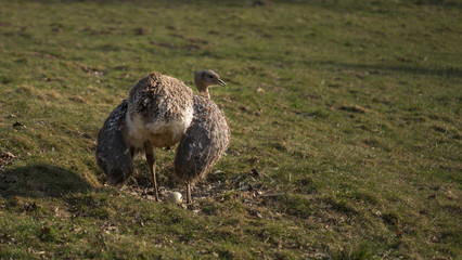 Emu is sitting on the egg in the nest. Emu is nesting. Isolated bird nesting.