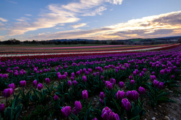 Champ de tulipes en Provence, France.  Tulipes violets au premier plan. Coucher de soleil. Ciel avec de nuages. 
