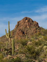 Saguaro Cactus Landscape, Arizona