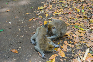 Two monkeys helps to get rid of fleas to another, Bali