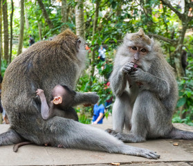 Family of monkeys with a little baby macaque near Tample in Monkey Forest, Ubud, Bali, Indonesia.