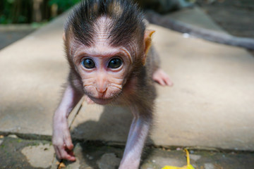 Adorable little baby macaque monkeys at Sacred Monkey Forest. Ubud, Bali, Indonesia