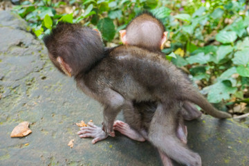 Adorable little baby macaque monkeys at Sacred Monkey Forest. Ubud, Bali, Indonesia