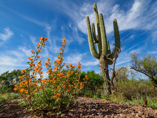 Saguaro Cactus Landscape, Arizona