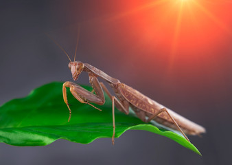 Insect hunter attacks at sunset. Mantis is a terrible monster of wildlife.