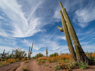 Saguaro Cactus Landscape, Arizona