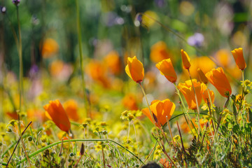Lots of wild flower blossom at Diamond Valley Lake
