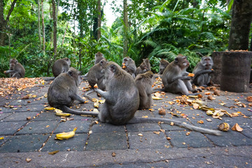 A group of monkeys eating banana and patatoes at monkey forest, bali, Indonesia