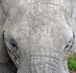 African elephants are elephants of the genus Loxodonta. The genus consists of two extant species:...