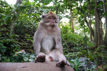 Portrait of Monkey male relax sit on the rock in forest, Monkey Forest Ubud, Bali, Indonesia