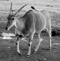 The common eland, also known as the southern eland or eland antelope, is a savannah and plains...