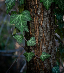 Ivy on the Tree