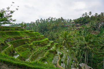 Fototapeta na wymiar Tegallalang Rice Terrace fields - Ubud - Bali - Indonesia