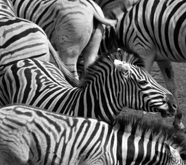 Burchell's zebra is a southern subspecies of the plains zebra. It is named after the British...