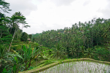 Tegallalang Rice Terrace fields - Ubud - Bali - Indonesia