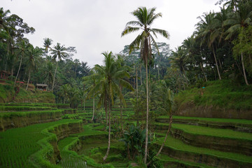 Fototapeta na wymiar Green rice terraces in rice fields on mountain near Ubud, tropical island Bali, Indonesia, Tegallalang