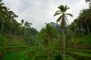 Fototapeta na wymiar Green rice terraces in rice fields on mountain near Ubud, tropical island Bali, Indonesia, Tegallalang