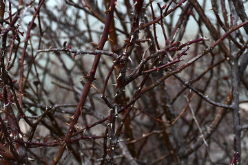 rosehip tree bud in spring, rosehip tree from thorny trees,
