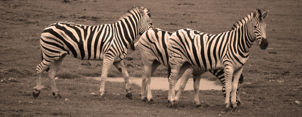 Burchell's zebra is a southern subspecies of the plains zebra. It is named after the British...