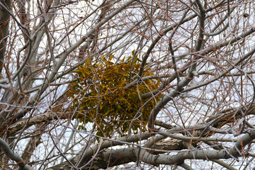 interesting natural events, a part of the tree greened,