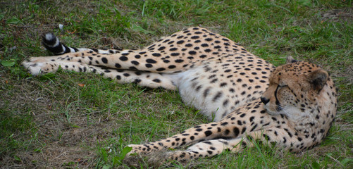 The cheetah is a large-sized feline inhabiting most of Africa and part of the Middle East.The cheetah is the only extant member of the genus Acinonyx,most notable for modifications in the species paws © Daniel Meunier
