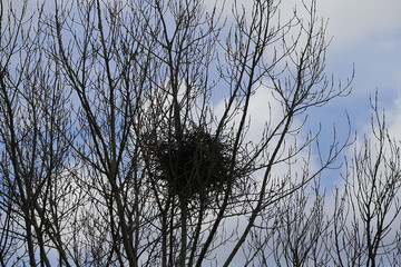 poplar tree on bird's nest, natural bird's nest photos,