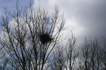poplar tree on bird's nest, natural bird's nest photos,