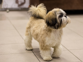 Little white-brown Shih Tzu dog. Trained dog. Soft focus