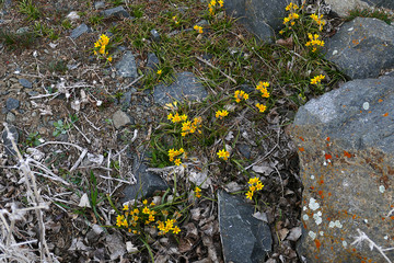 The first flowers of spring in the continental climate, the first flowers and the arrival of the spring,