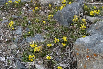 The first flowers of spring in the continental climate, the first flowers and the arrival of the spring,