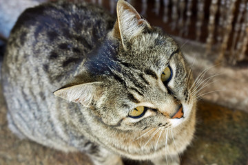 close up of the portrait of a curious domestic cat sitting on a rug close to the door of its house. The cat is looking with attention at the camera. Horizontal