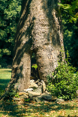 Tree trunk in the park with stones at the foot