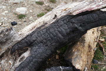 Fototapeta na wymiar studied large tree stump to be burned, burnt tree stump,