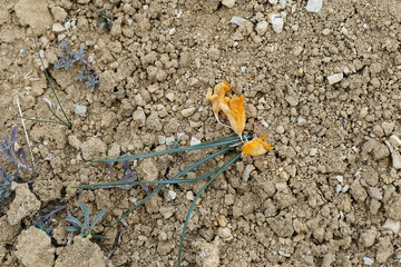 crocus flower, withered,